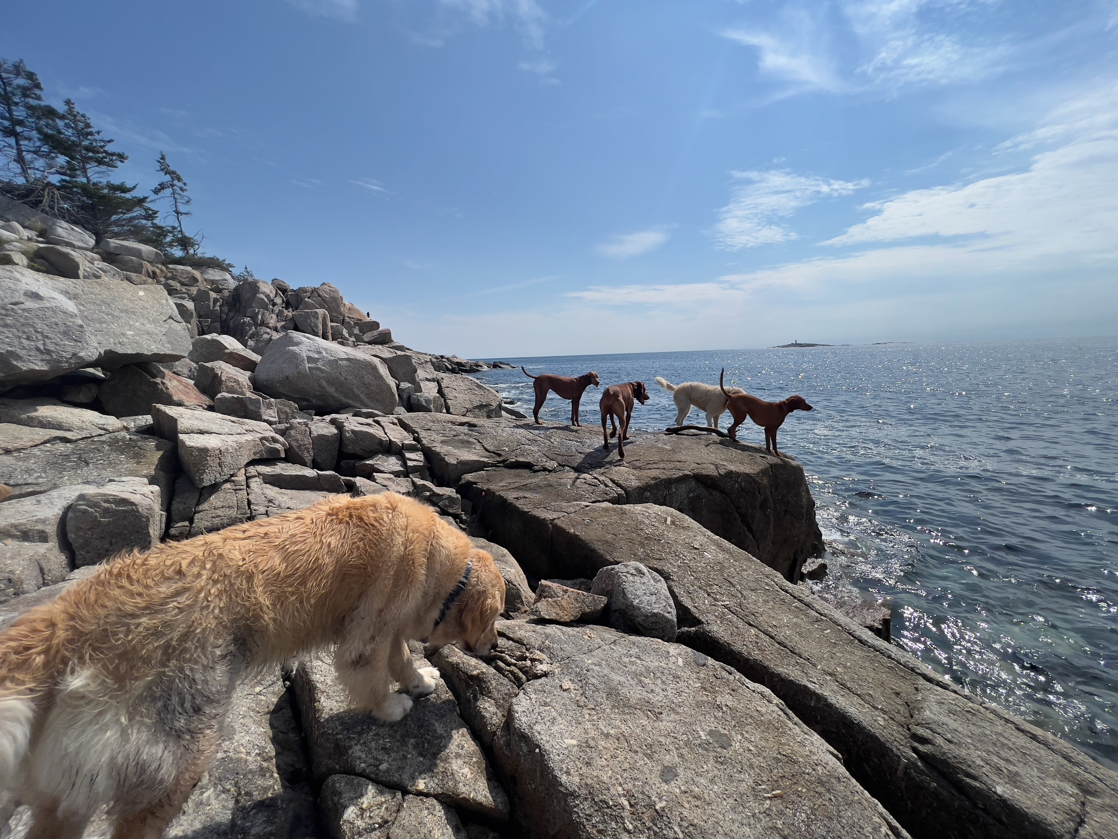 Pack Walk — September 2, 2026