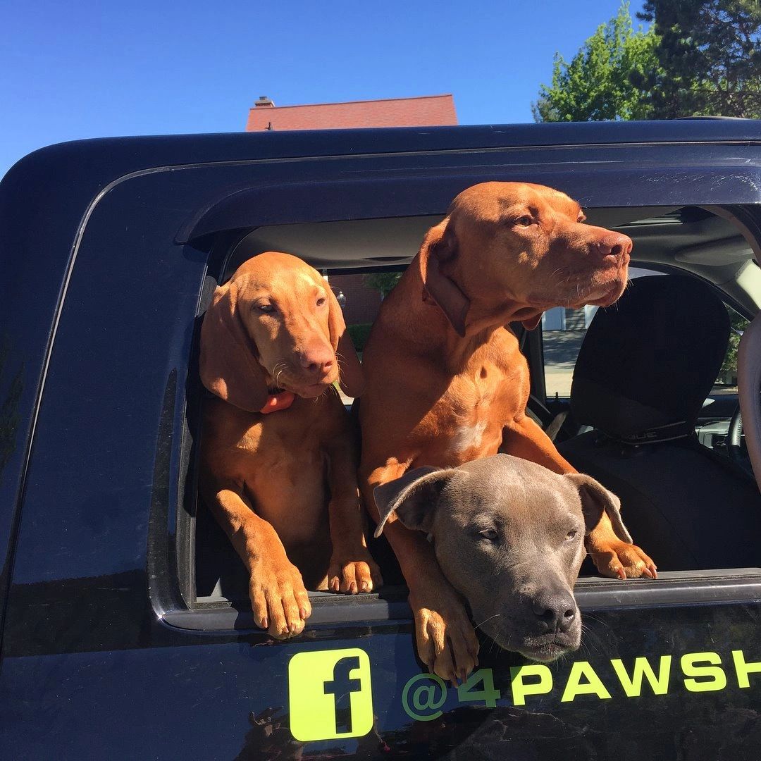 Dogs looking out a car window