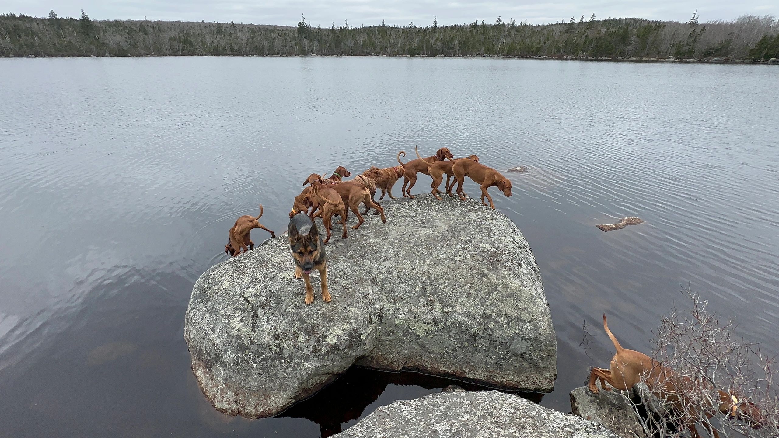 Pack of dogs on a mossy boulder in a lake