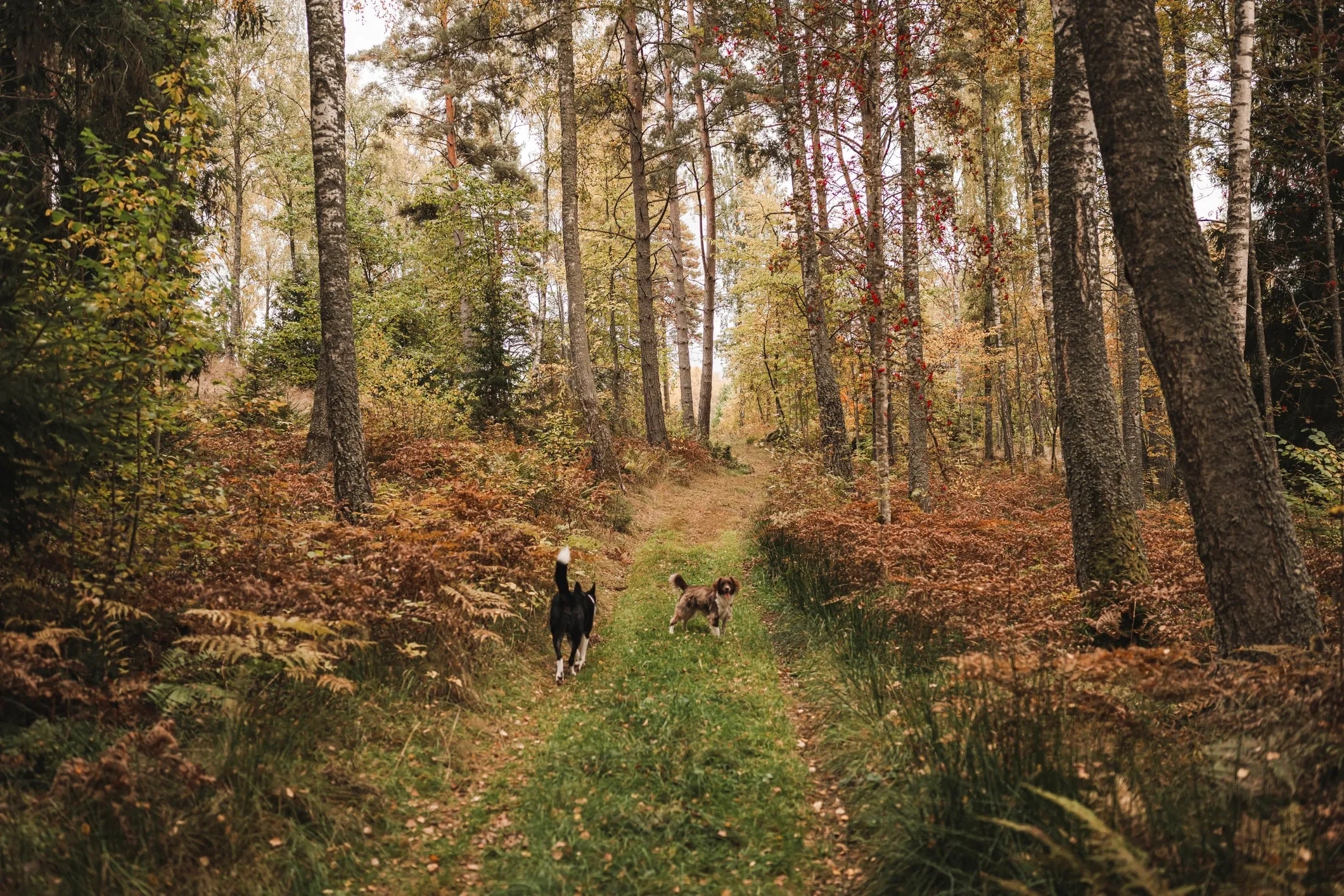 Dogs running together on a forest trail during a 4PAWSHFX wilderness pack walk